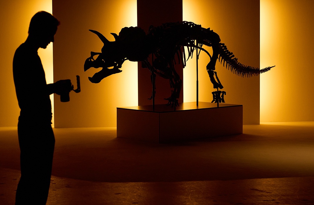 Triceratops skeleton with beautiful yellow lighting in the background in a film studio set-up
